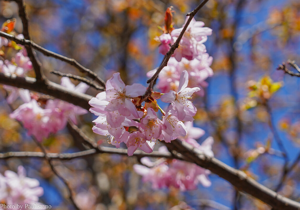 Цветущий апрель... - Владимир Жданов