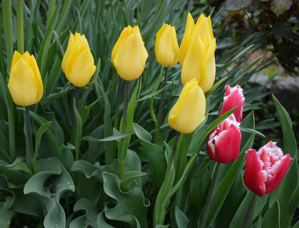 Тюльпаны жёлтые – не вестники разлуки, а дети Солнечного Света и Весны... - Надежда Куркина 