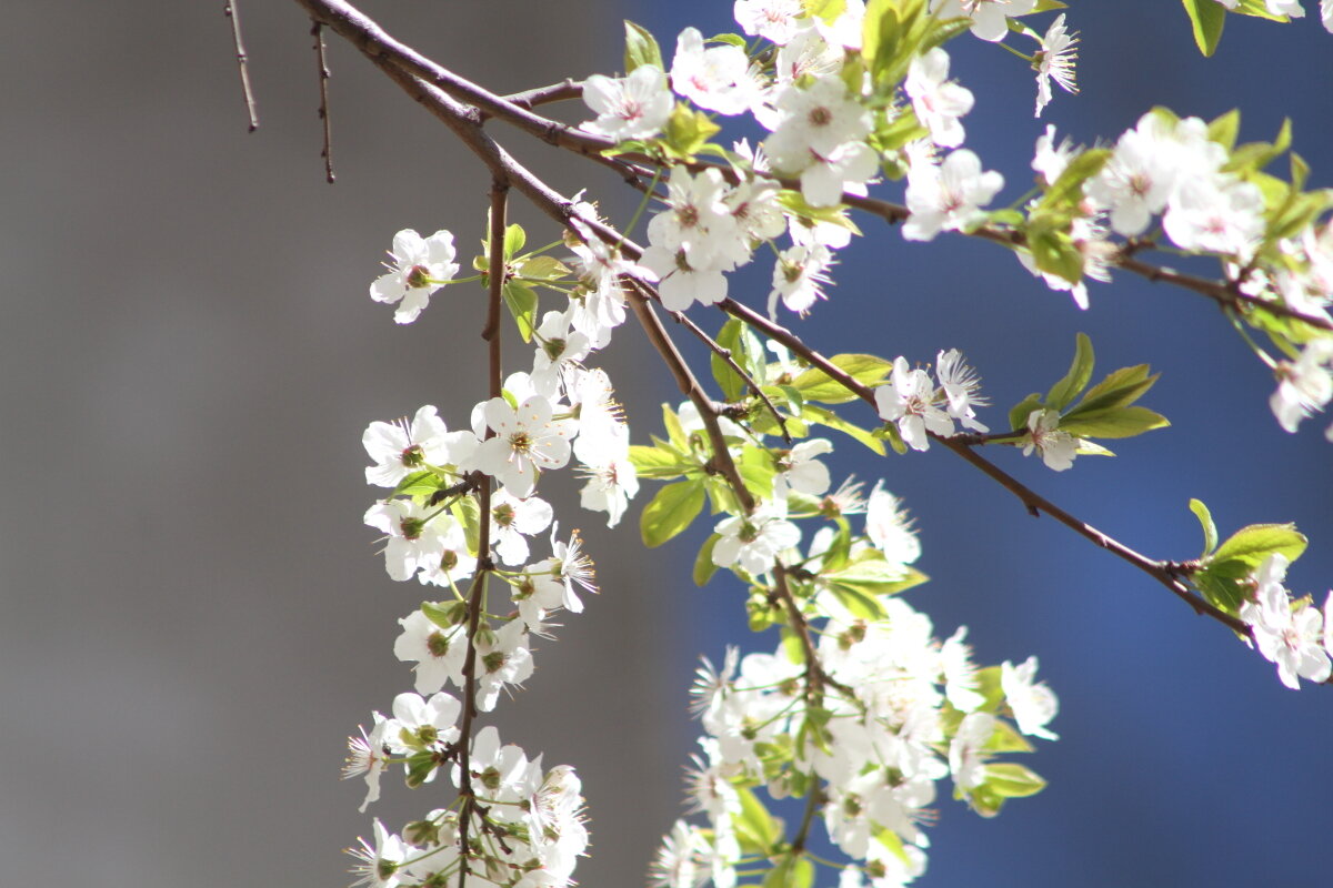 Пора цветения - олег свирский 