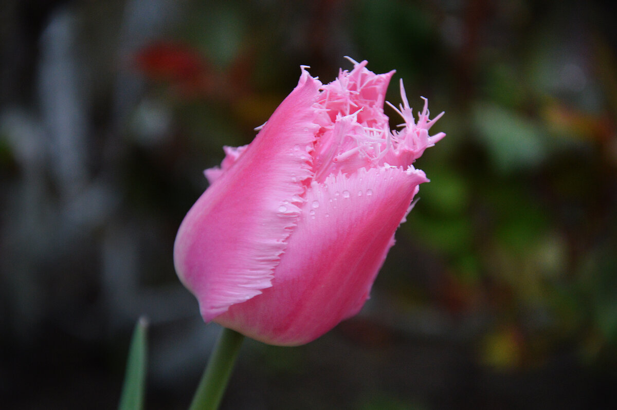 Розовое чудо... - Надежда Куркина 