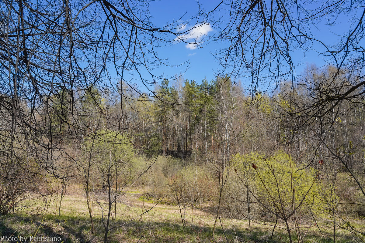 На опушке... - Владимир Жданов