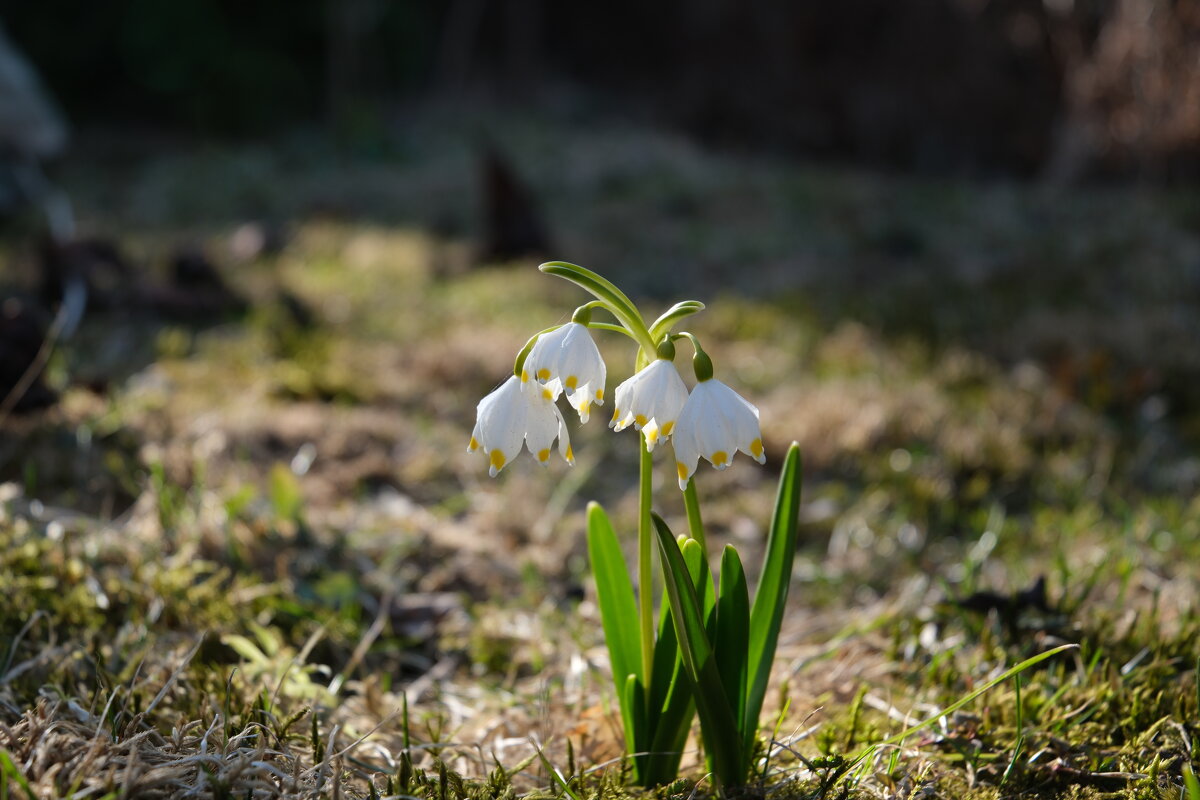 Признаки весны. - Vladimir 