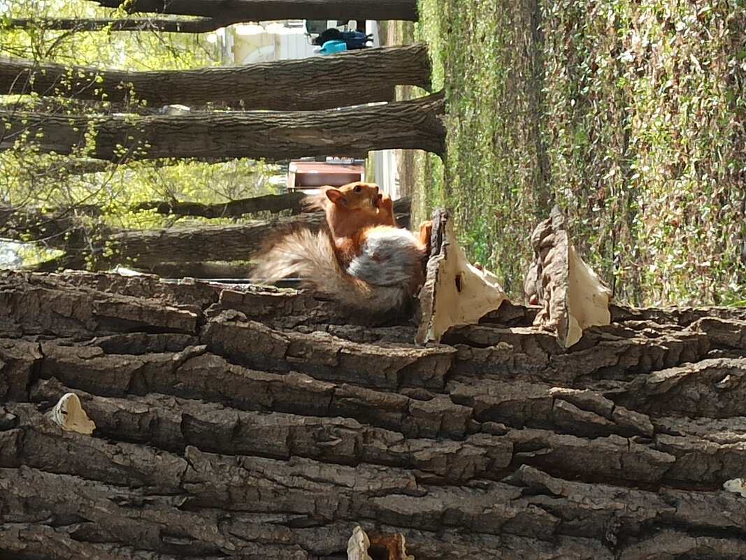 Приметы весны - Галина 