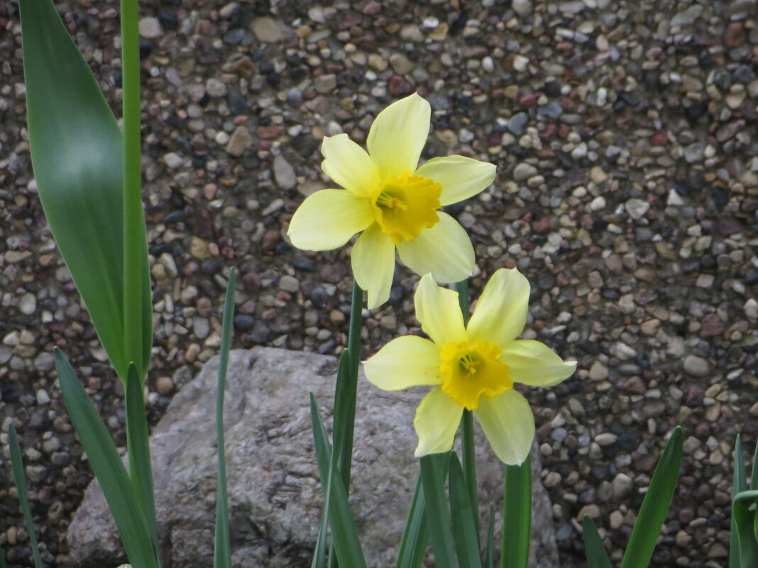 И до нас дошло время нарциссов - Александр Чеботарь