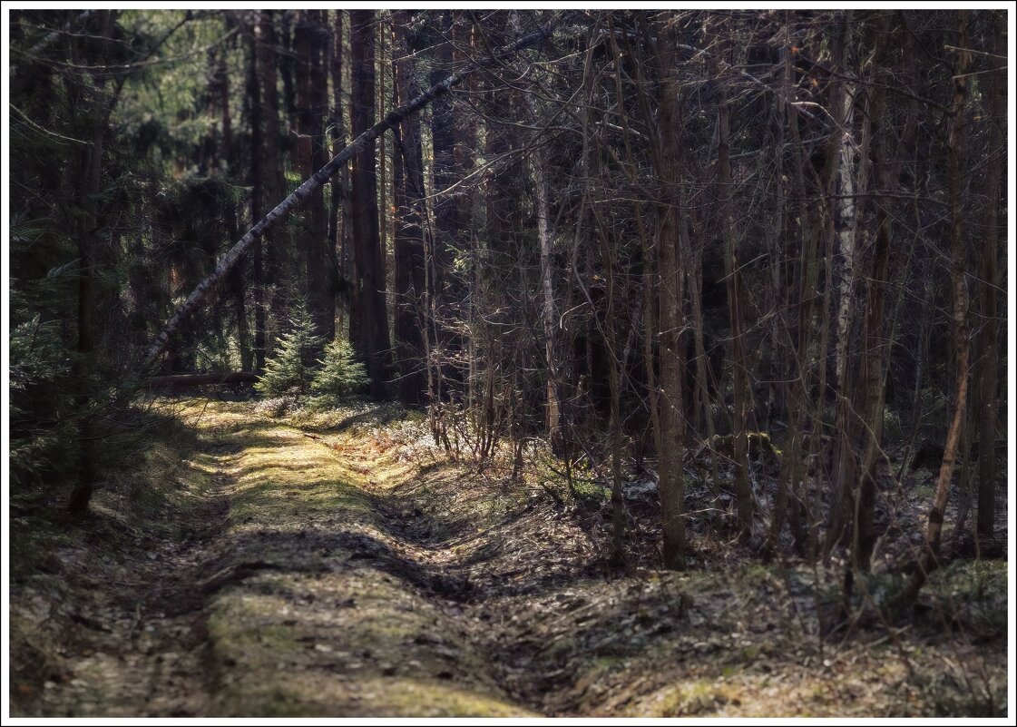 Крутецкий лес - Любовь 