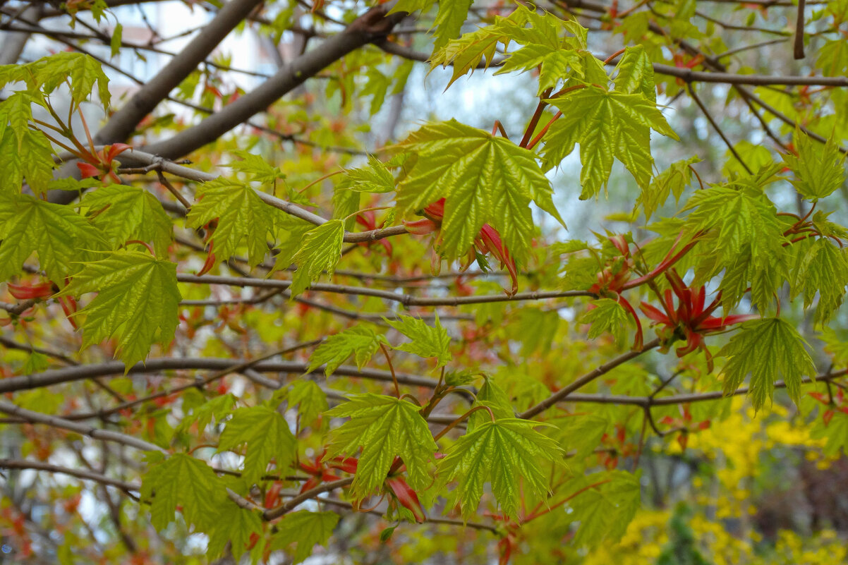 Молодые листья клёна - Татьяна Машошина