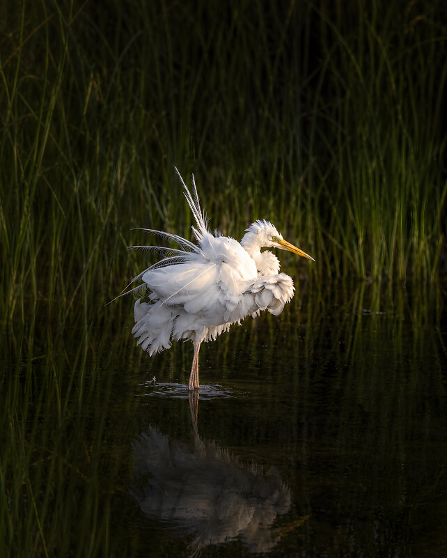Вечернее оперение - Андрей Васильев