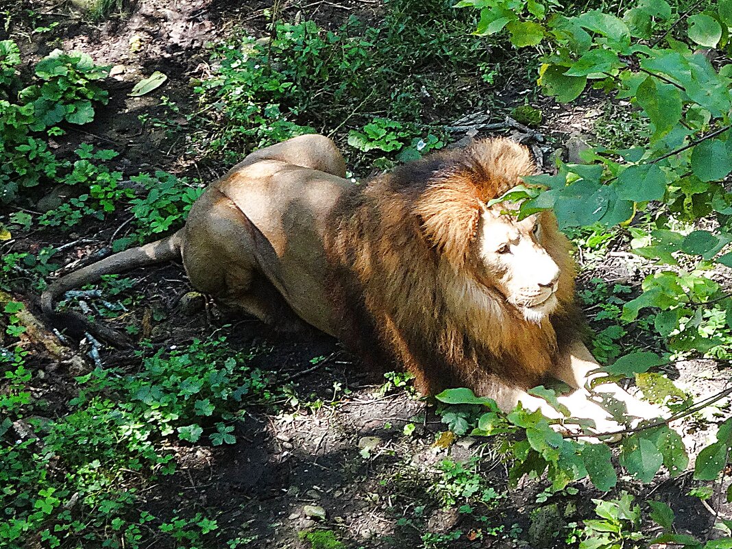 Парк львов. Приморский Сафари-парк - Лидия Бусурина