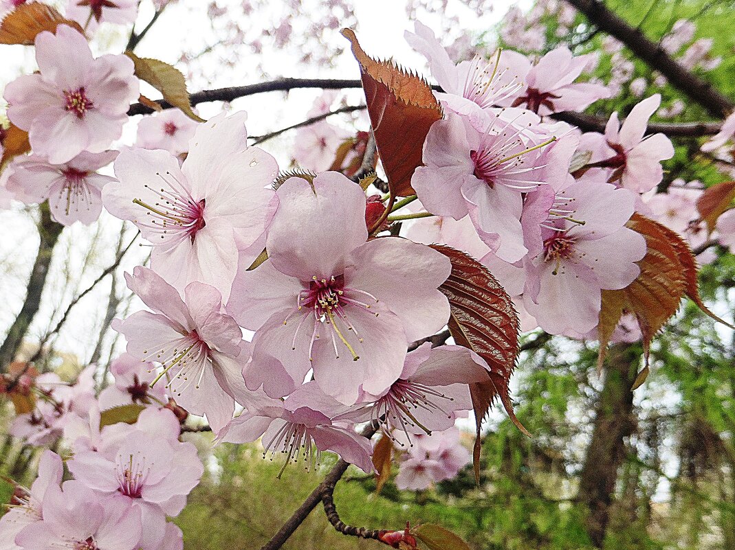 Цветение сакуры в Аптекарском огороде - Лидия Бусурина