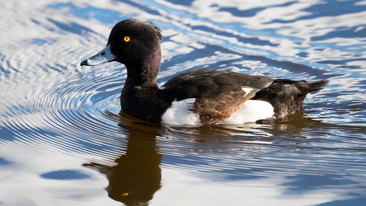 Хохлатая чернеть (хохлатый нырок) - Владимир Лазарев