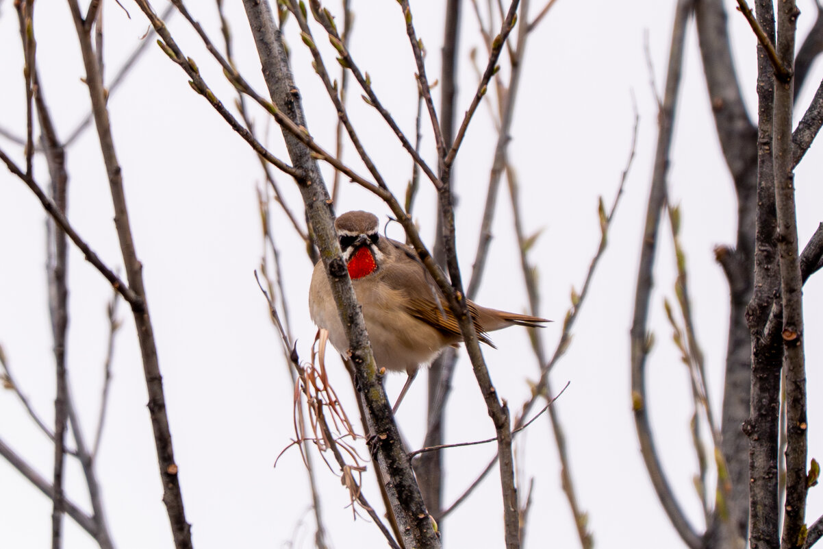 Гималайский соловей - Сергей Флетчер