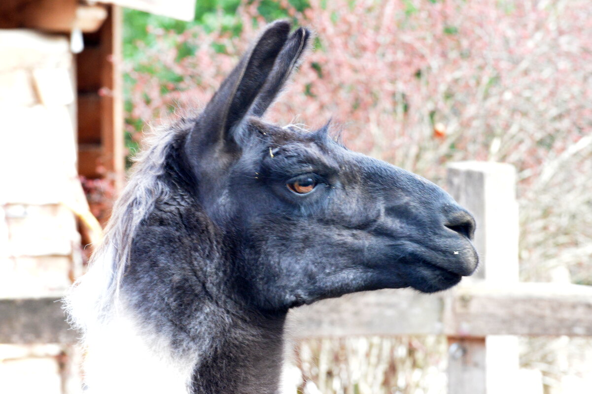 лейпциг2026 - Алексей Короткевич