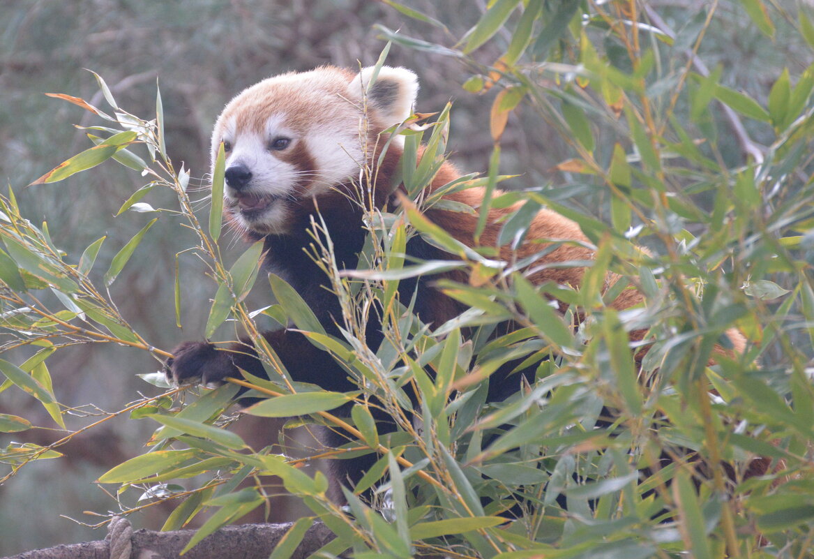 лейпциг2026 - Алексей Короткевич
