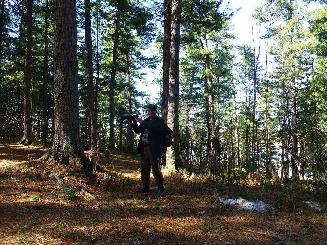 Май..В  Чеускинском кедровом бору! - Владимир 