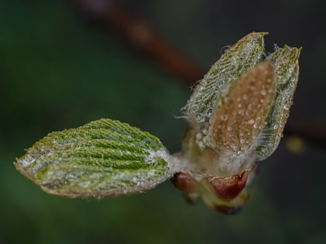 каштан. - Николай 