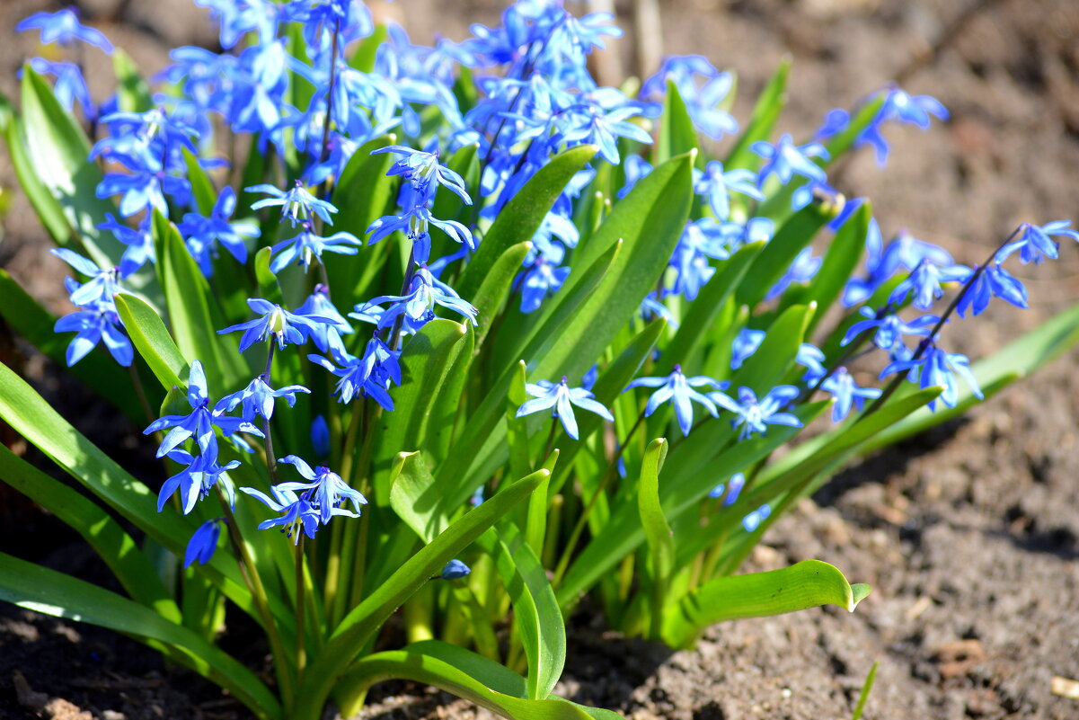 Пролеска - Татьяна Лютаева