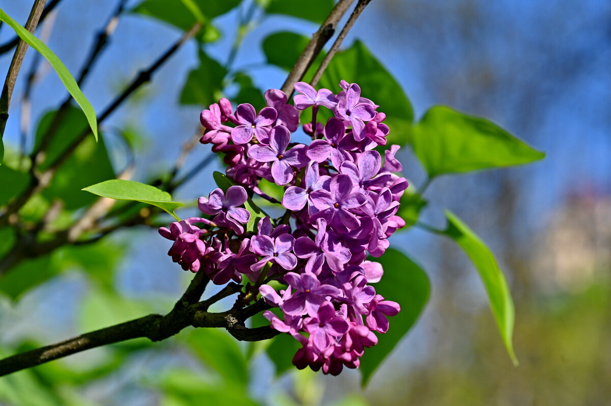 Пришло время сирени... - Николай Саржанов