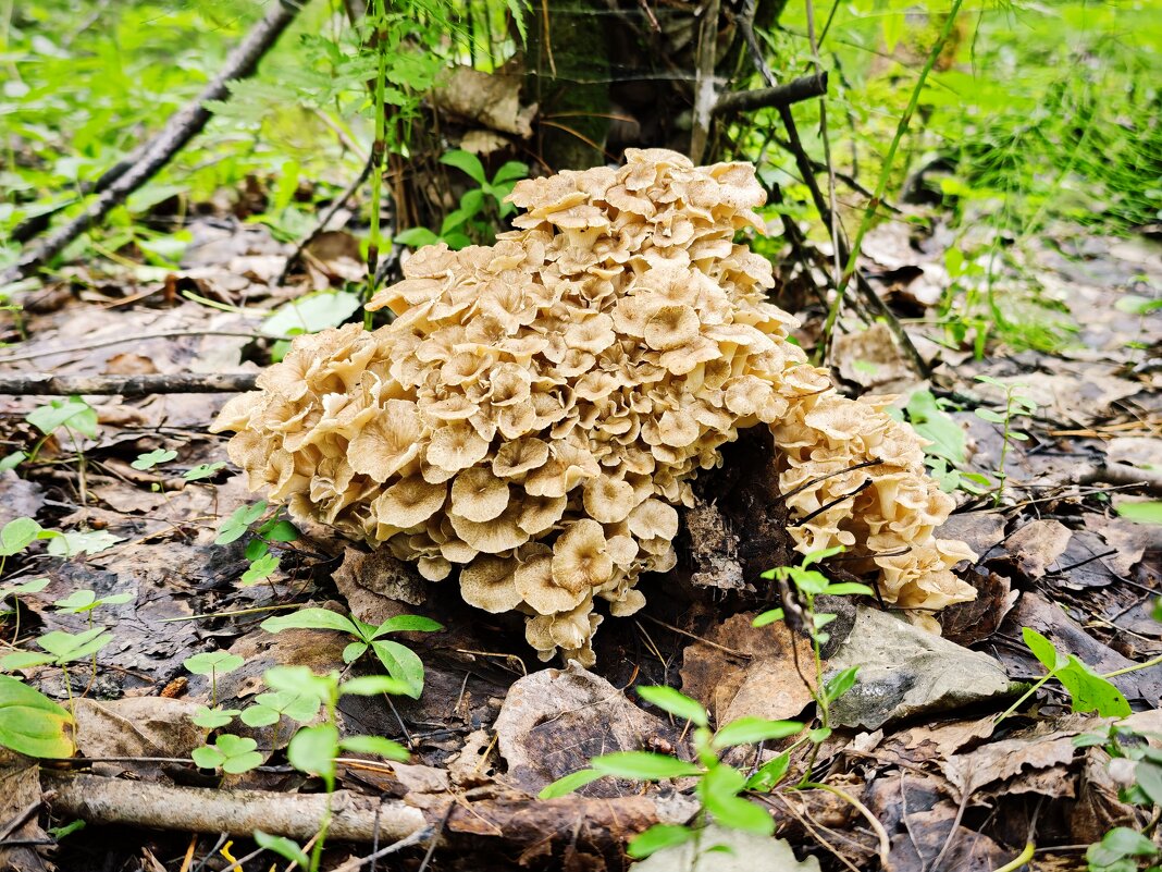 Трутовик - Александр 