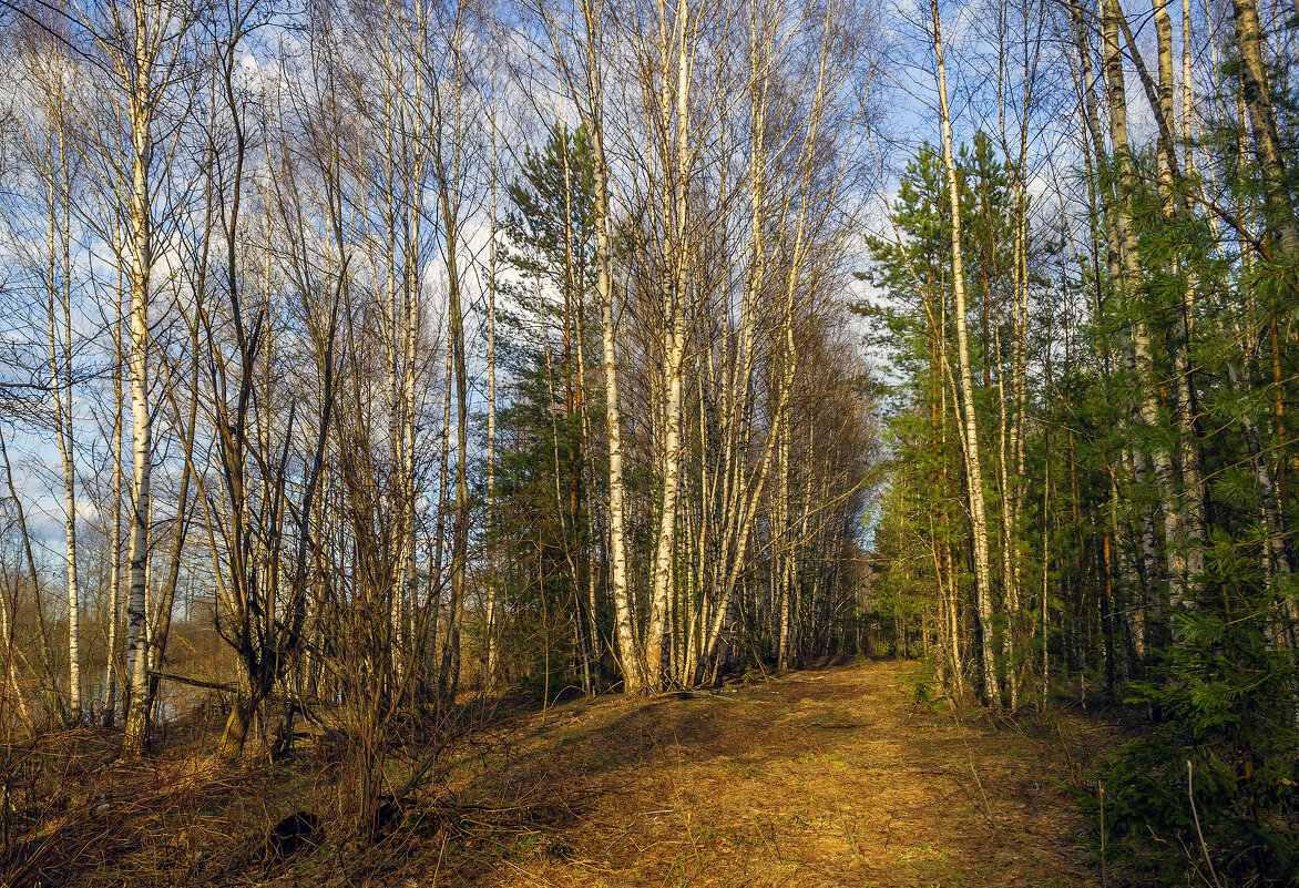 Весенняя тропинка - Сергей Цветков