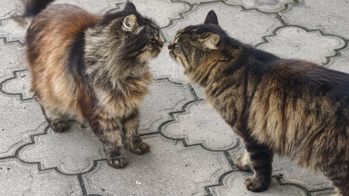 Любовь - Мариша Тим