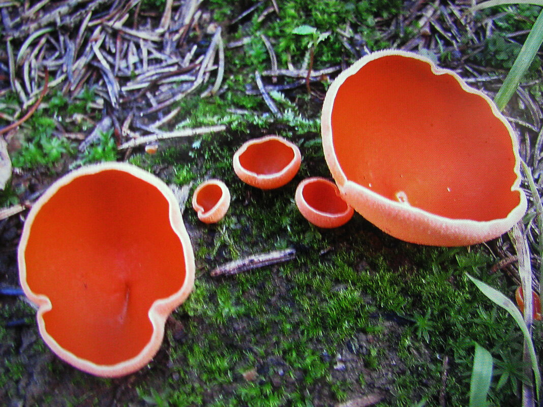 Саркосцифа - Людмила Смородинская