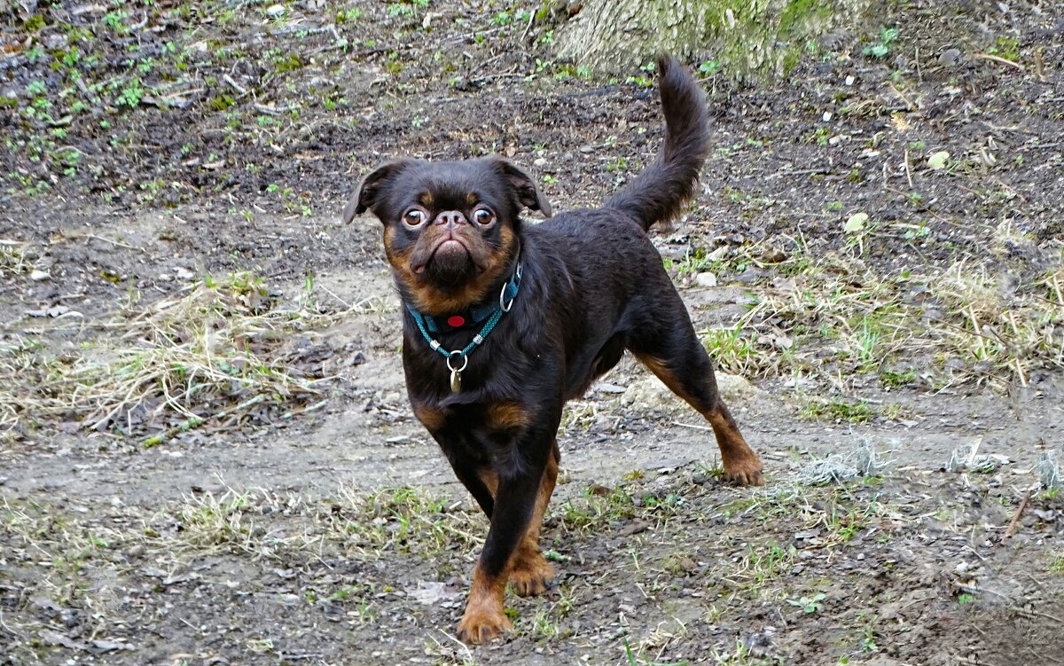 Любопытный пёс (случайный снимок). - Милешкин Владимир Алексеевич 