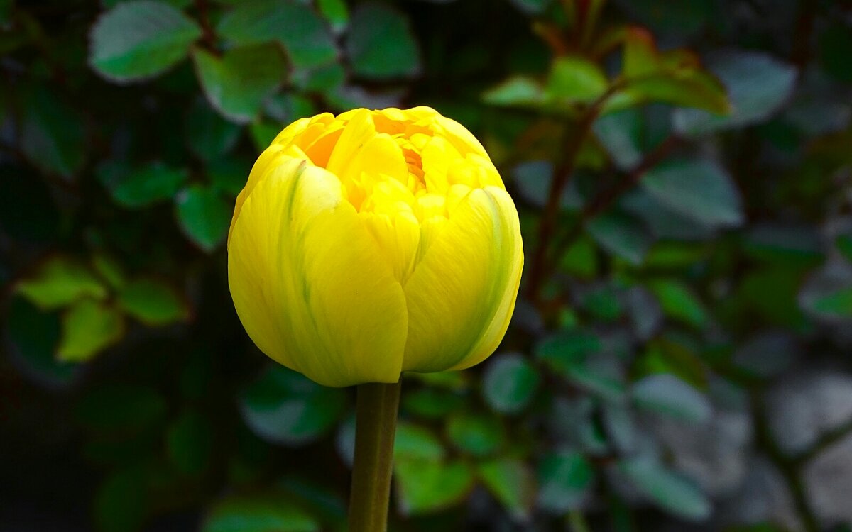 Городские цветы - Милешкин Владимир Алексеевич 