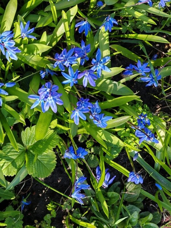 Весенний ковер - Елена Семигина