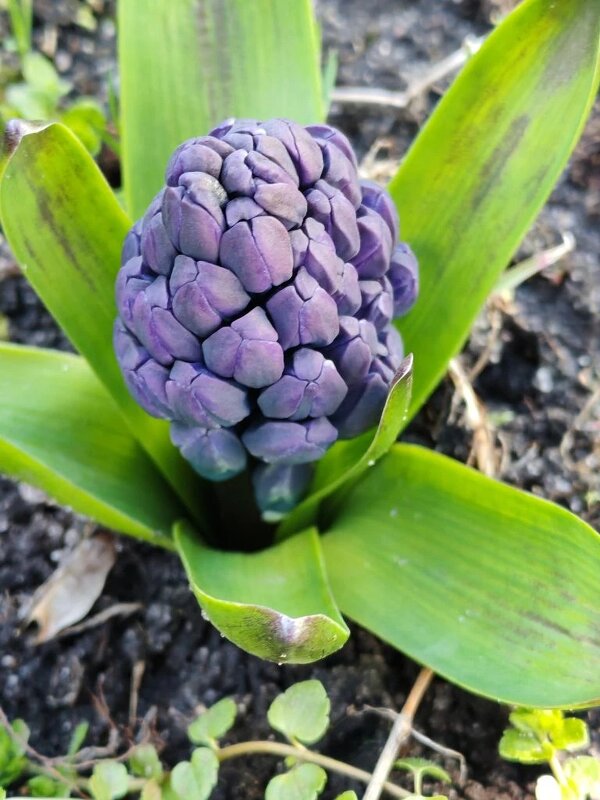 Весеннее чудо - Елена Семигина