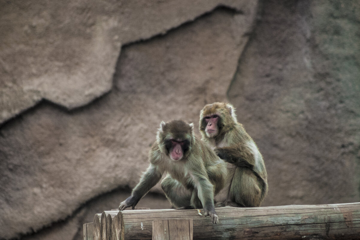 Японские макаки - Уже ВЕСНА - Владимир Максимов