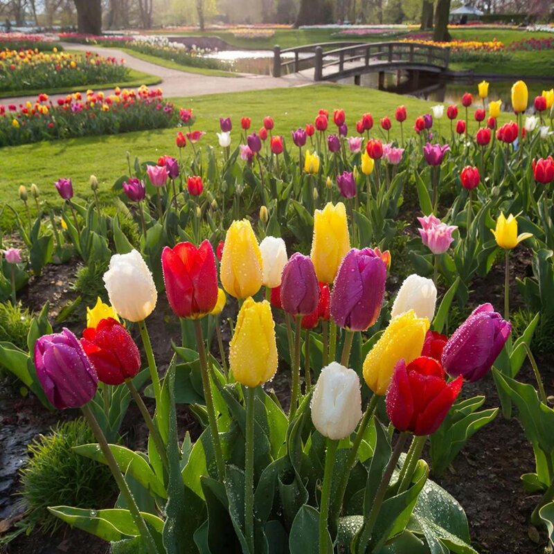 Весна в парке - Ольга 