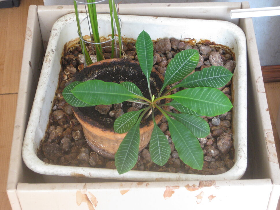 Растение - Дмитрий Никитин