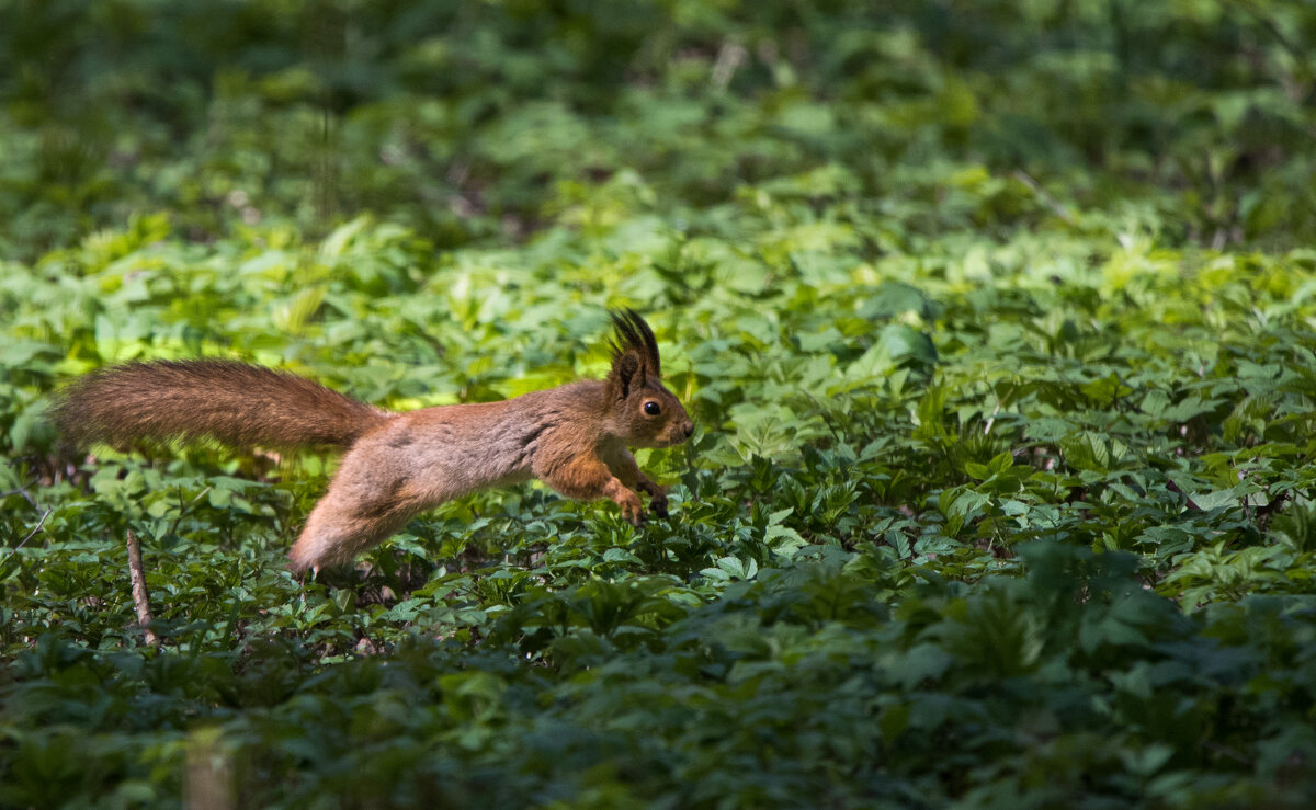 *** - Владимир Безбородов