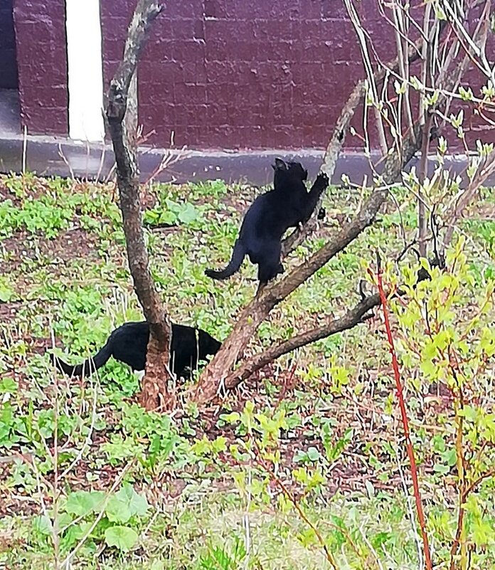 Игры шалуна - Ольга Довженко