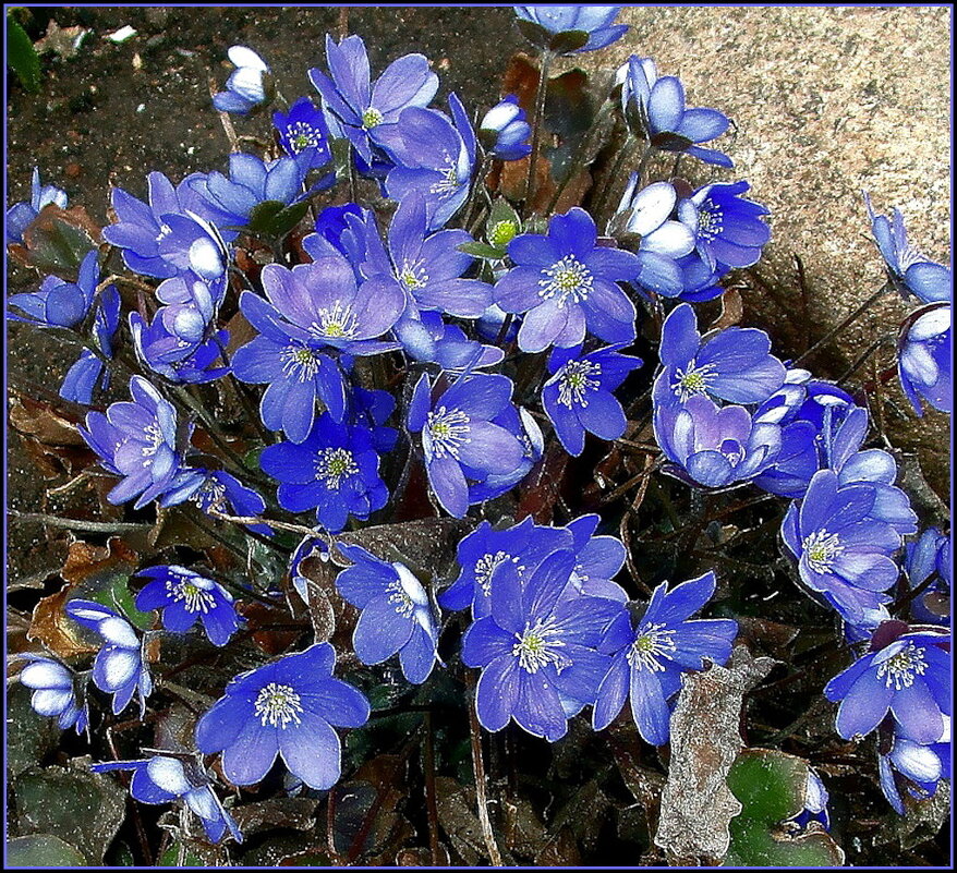 ПЕЧЁНОЧНИЦЫ – ЗВЁЗДЫ, УПАВШИЕ С НЕБА - Ольга Довженко