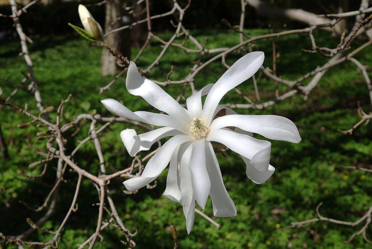 Магнолия звёздчатая - Рита Симонова