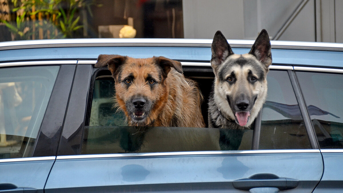 Ты скоро? - Alexandеr P