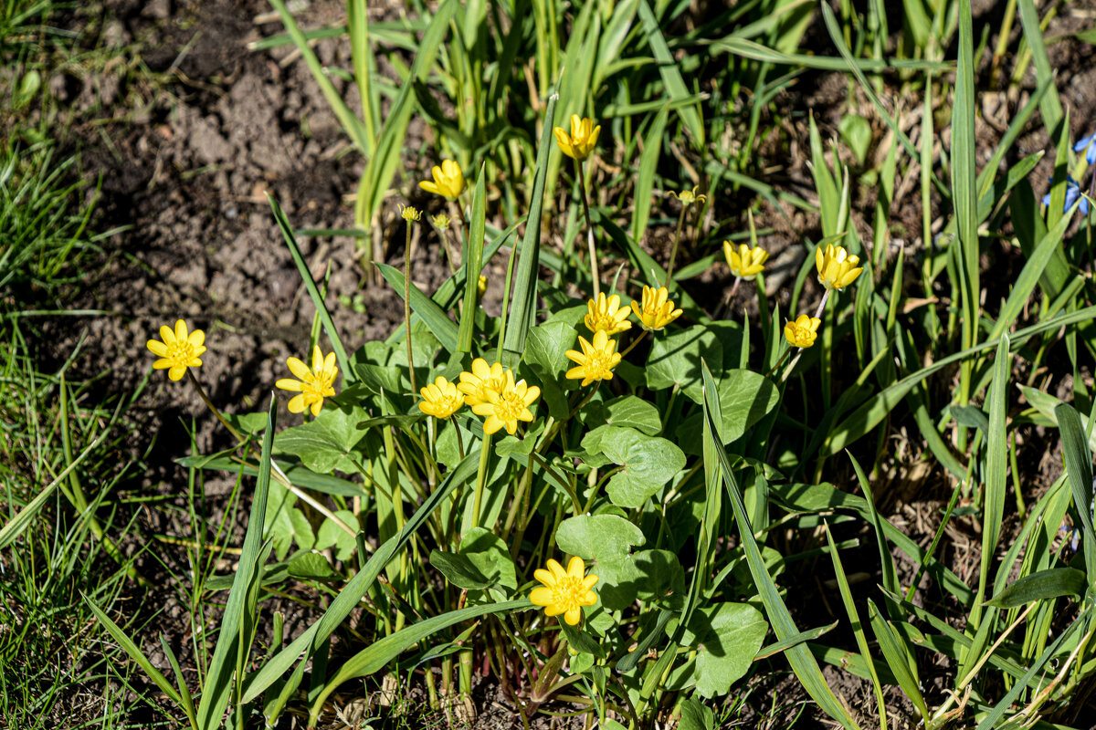 Чистяк весенний - Олег 