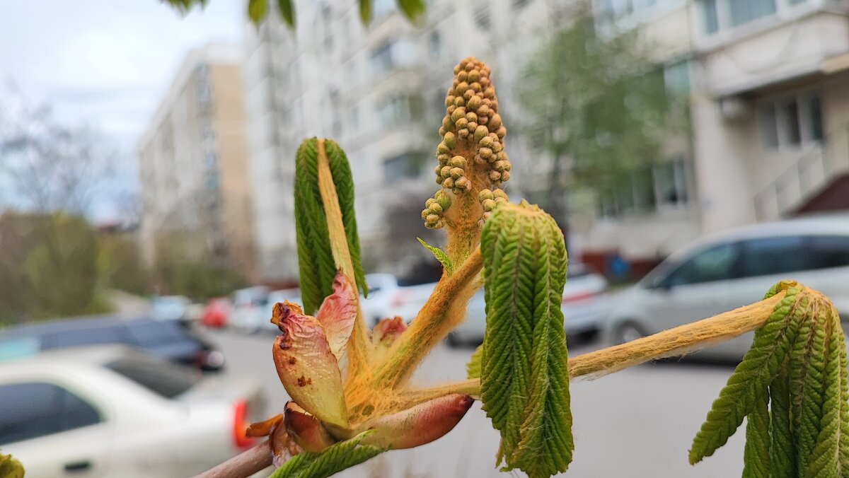 ,,, - Сергей Тимоновский