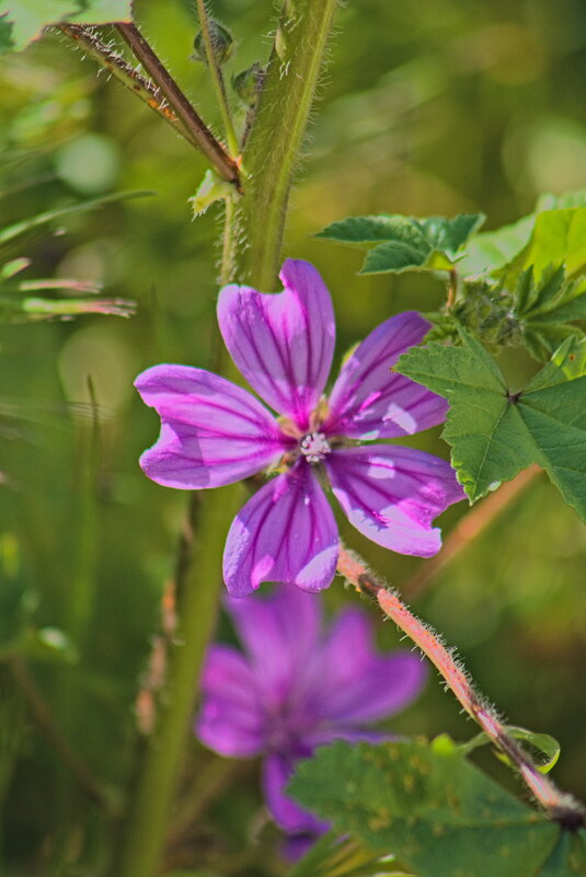 Мальва лесная - Giant Tao /