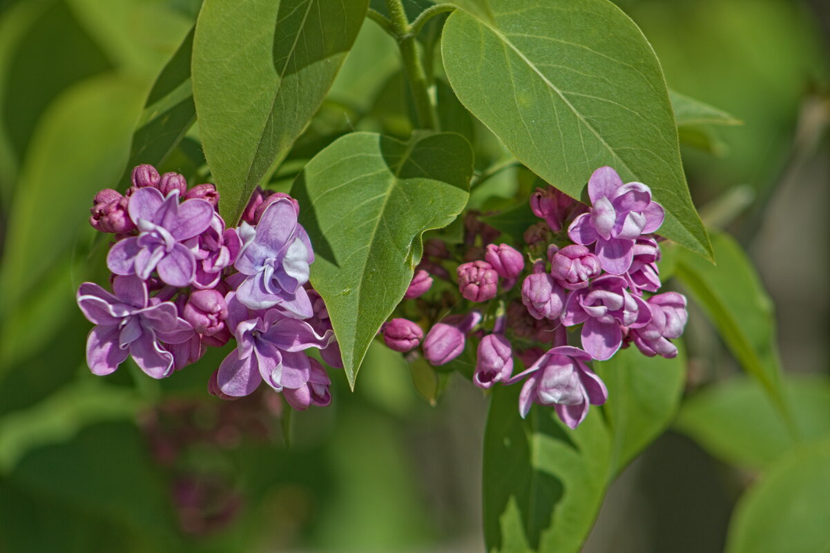 Начало - Giant Tao /