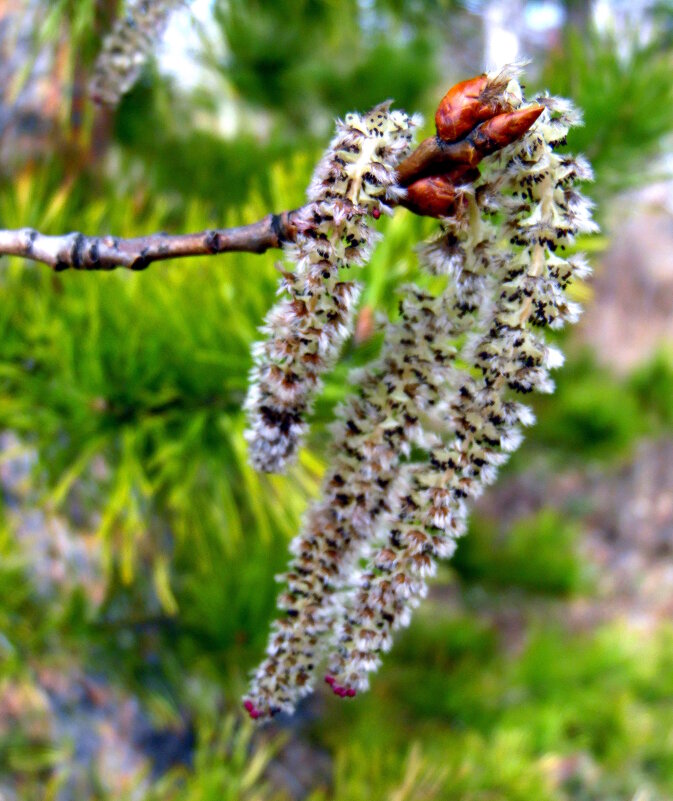 Весенние серёжки. - nadyasilyuk Вознюк