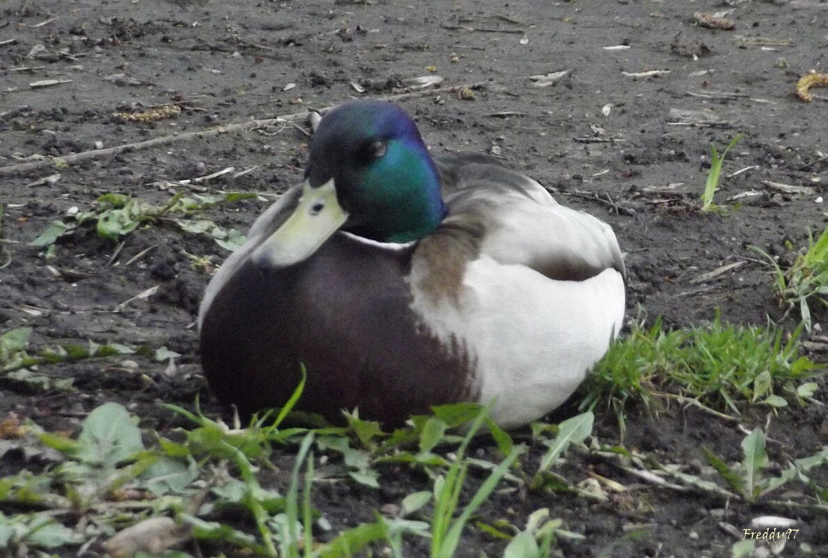 Заблудился... - Freddy 97