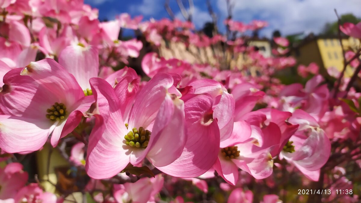 Розовый кизил - Юлия 