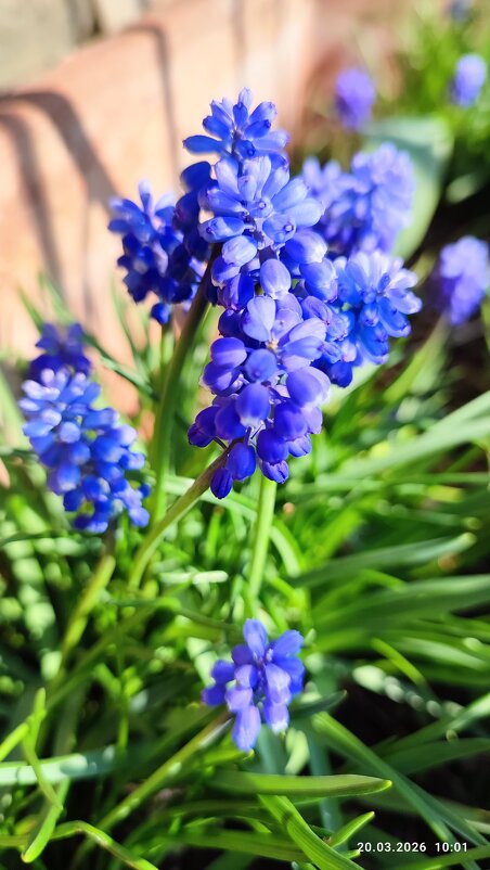 Мускари - Юлия 