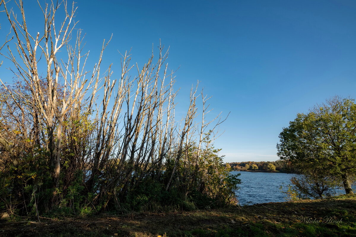 Зелено-незелено... - Николай Гирш