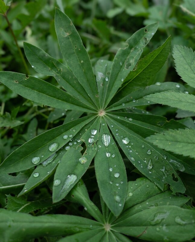 Лист люпина - Лилия 