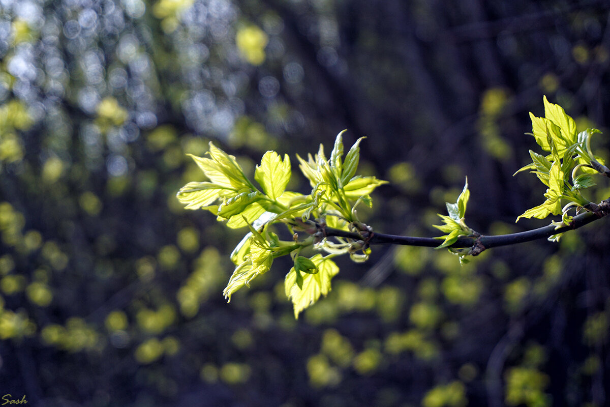 Весна, весна, весна, весна прийде (Воплі Відоплясова) - Alex Sash