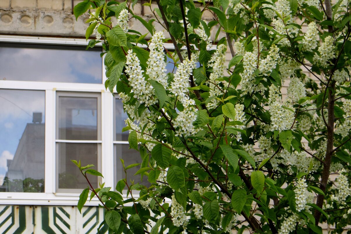 Цветёт под окном черёмуха - Татьяна Смоляниченко