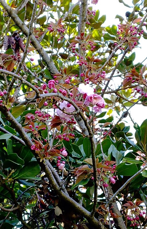 САКУРА - Tata Wolf